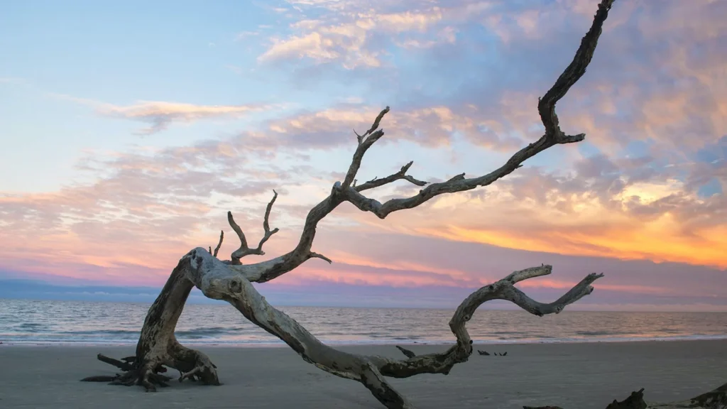 The Menu Filming Locations, Driftwood Beach on Jekyll Island