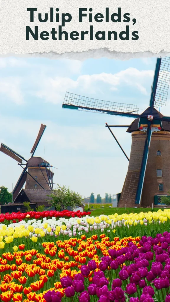 9 Unbelievable Earthly Wonders_ You Won’t Believe Actually Exist, Tulip Fields, Netherlands