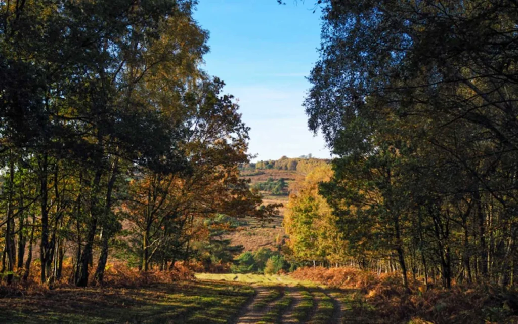 Band of Brothers Filming Locations, Ashdown Forest, East Sussex, England, UK (Image Credit_ Global Traveler Magazine)