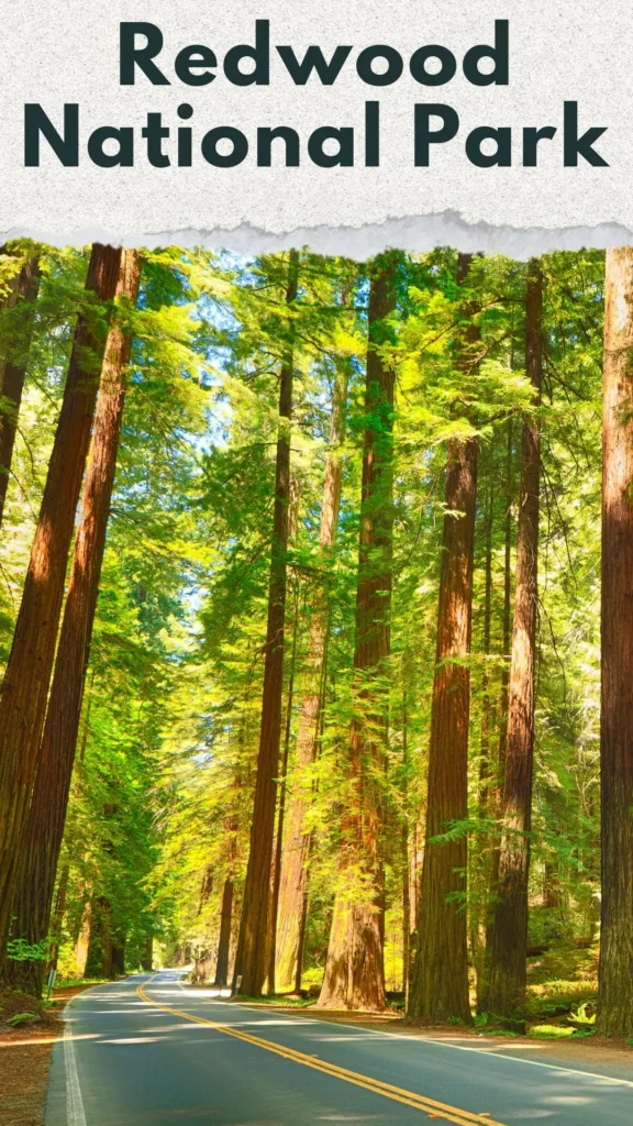 California Dreaming: Unveiling the Best Destinations in the Golden State, Redwood National Park