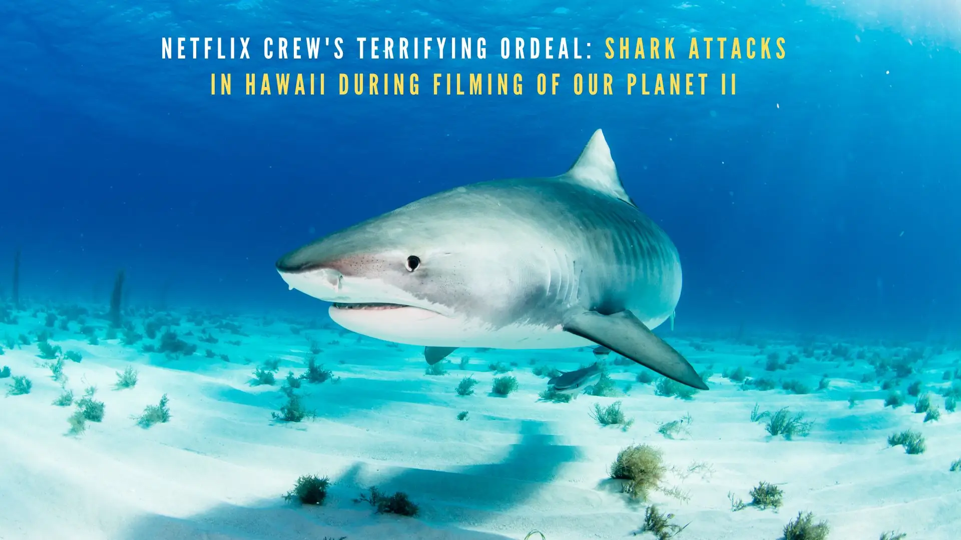 Netflix Crew's Terrifying Ordeal: Shark Attacks in Hawaii During Filming of Our Planet II