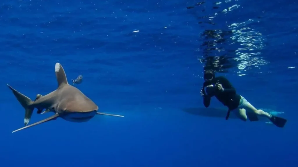 Our Planet II Director’s Boat Attack by Sharks While Filming said 'It was horrific'