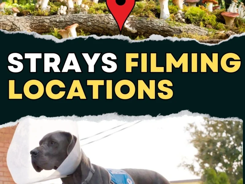 Strays Filming Locations