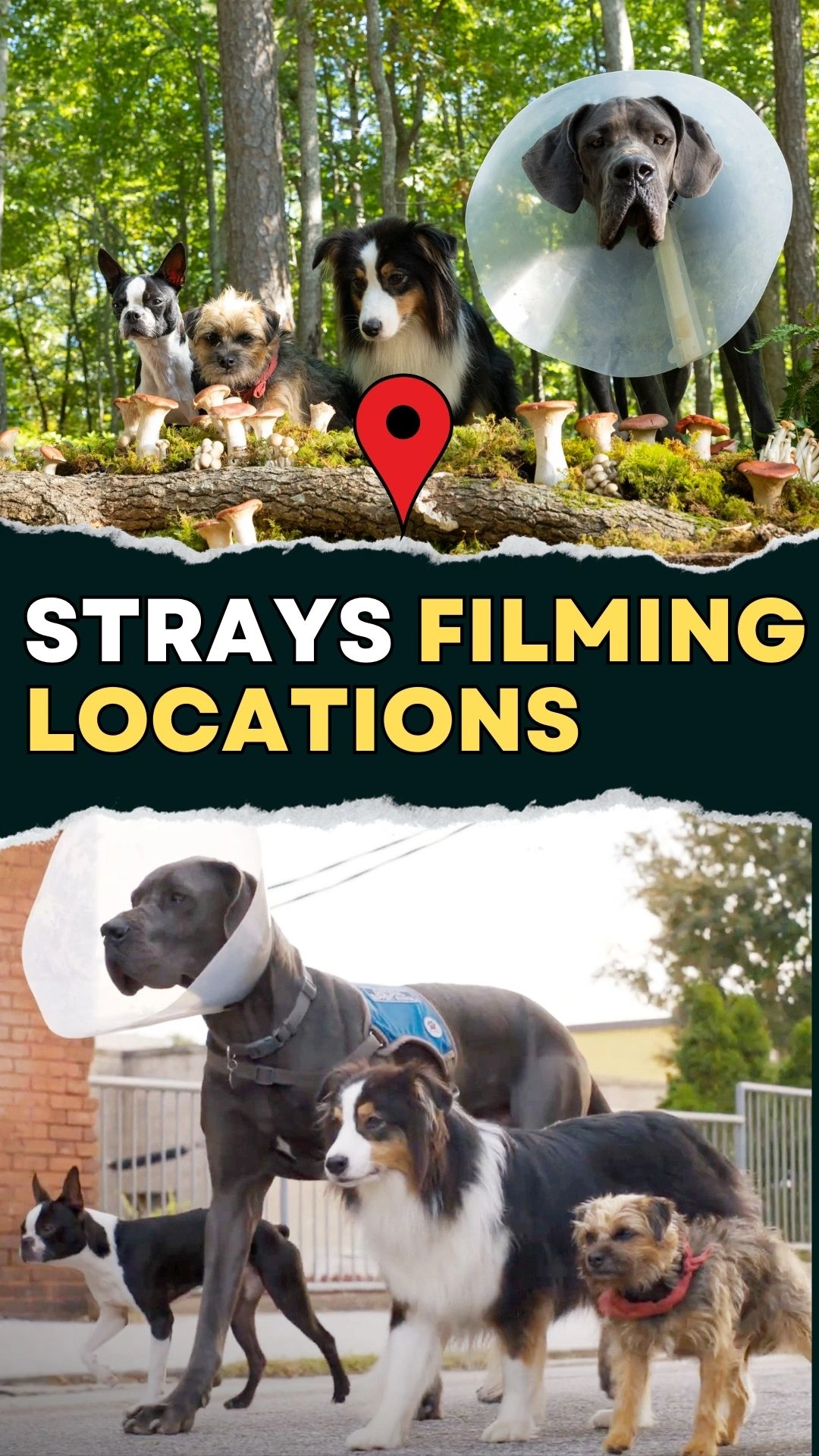 Strays Filming Locations