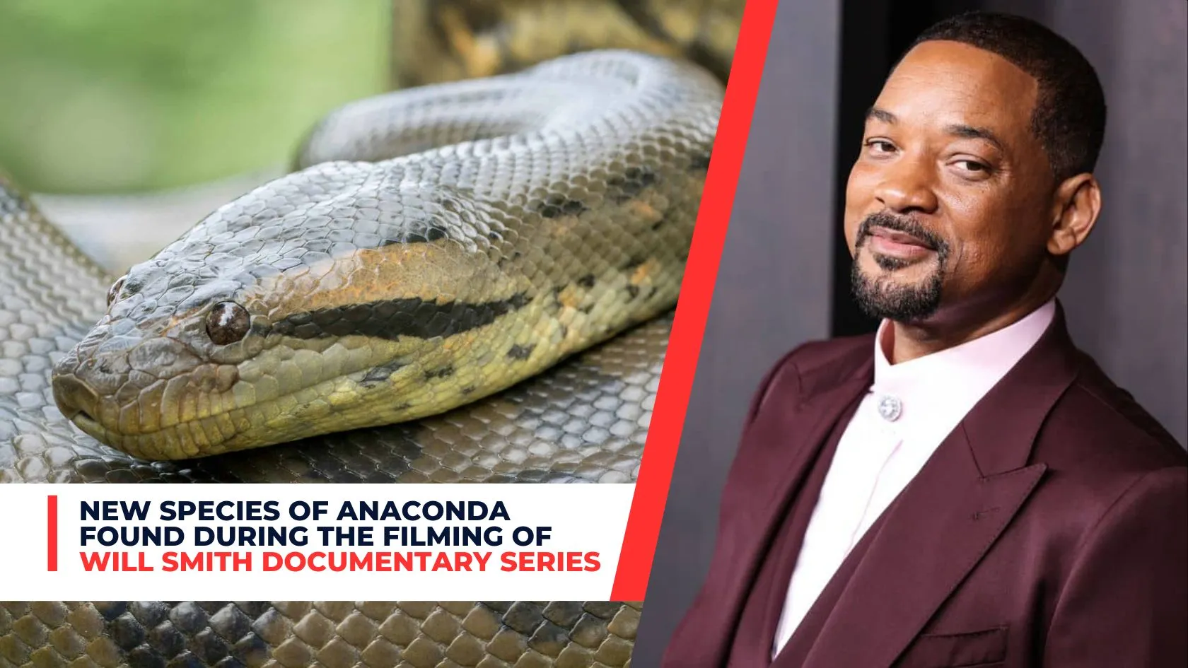 New Species of Anaconda Found During the Filming of Will Smith Documentary