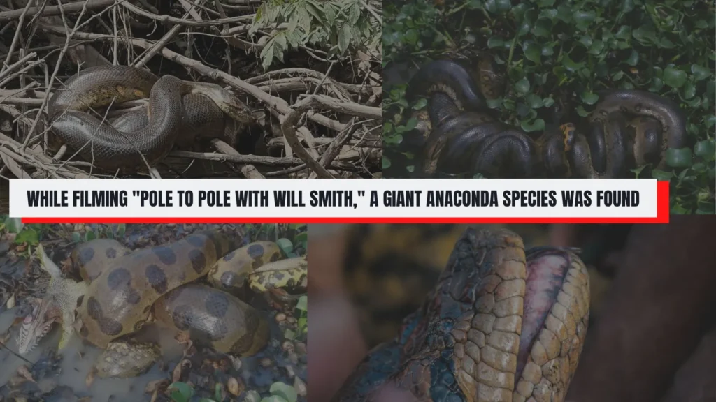 While Filming _Pole to Pole with Will Smith,_ a giant anaconda species was Found