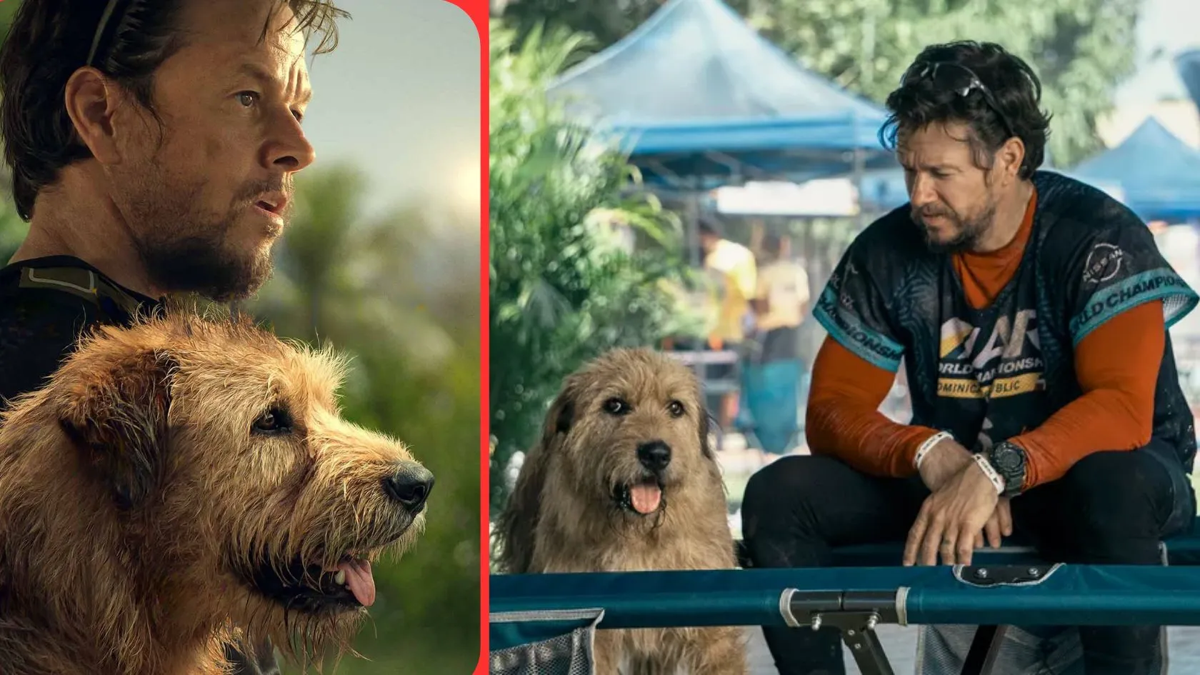 Mark Wahlberg Falls for Canine Co-Star While Filming Arthur the King Tries to Bribe Trainer to Take Dog Home