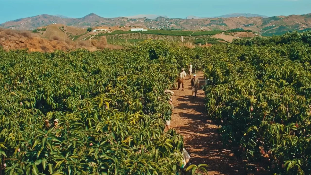 A ,mango Farm in Vélez-Málaga, Málaga, Spain