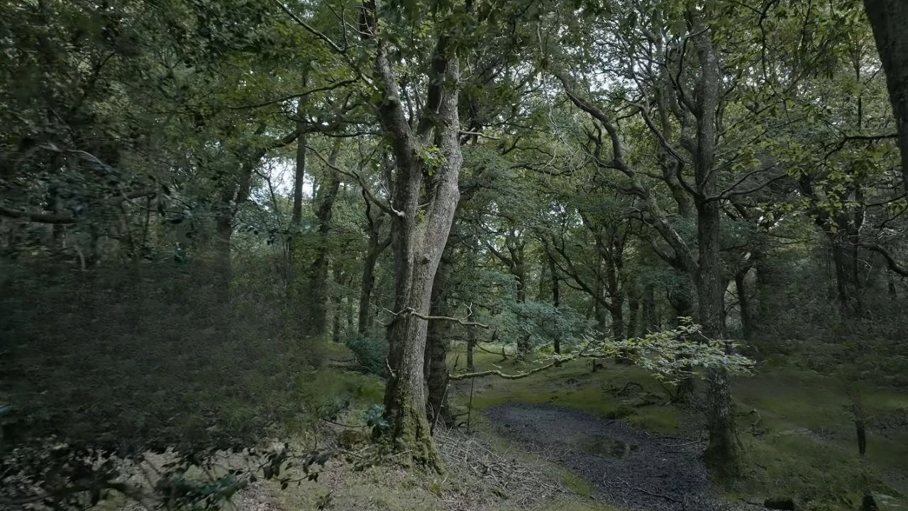 Cooper & Fry Filming Locations (2025 Channel 5 Series) 4 Northern England Forest Featured in Cooper & Fry