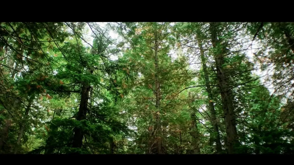 Grizzly Night Filming Locations (2025) 3 Mountain and Forest Areas of Utah Featured in Grizzly Night