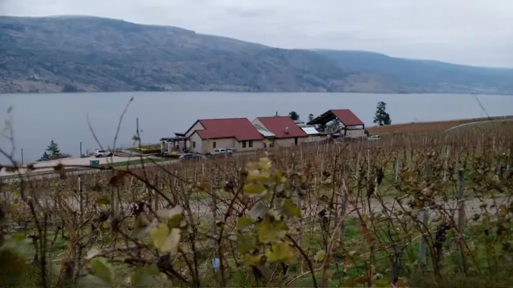Bench 1775 Winery, British Columbia, Canada featured in Ainsley McGregor Mysteries_ A Case for the Watchmaker